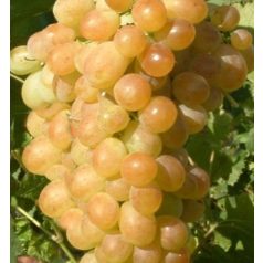 Afuz Ali csemegeszőlő