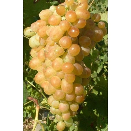 Afuz Ali csemegeszőlő