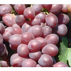 Anita csemegeszőlő