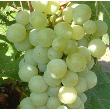 Attila csemegeszőlő