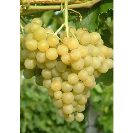 Palatina (augusztusi muskotály) csemegeszőlő