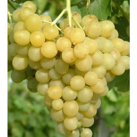 Palatina (augusztusi muskotály) csemegeszőlő