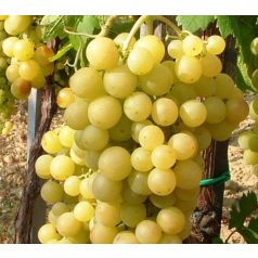 Boglárka csemegeszőlő