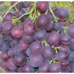 Cardinál csemegeszőlő