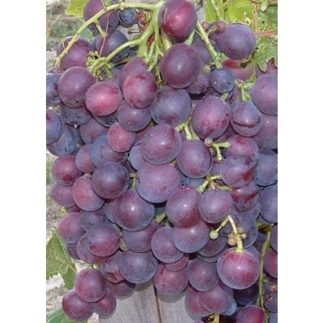 Cardinál csemegeszőlő