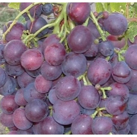 Cardinál csemegeszőlő