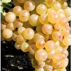 Chasselas csemegeszőlő (fehér)