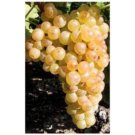 Chasselas csemegeszőlő (fehér)