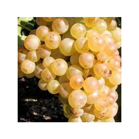 Chasselas csemegeszőlő (fehér)