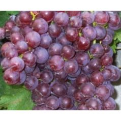 Chasselas csemegeszőlő (piros)