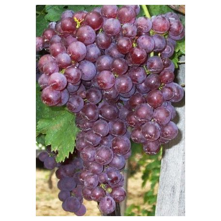 Chasselas csemegeszőlő (piros)