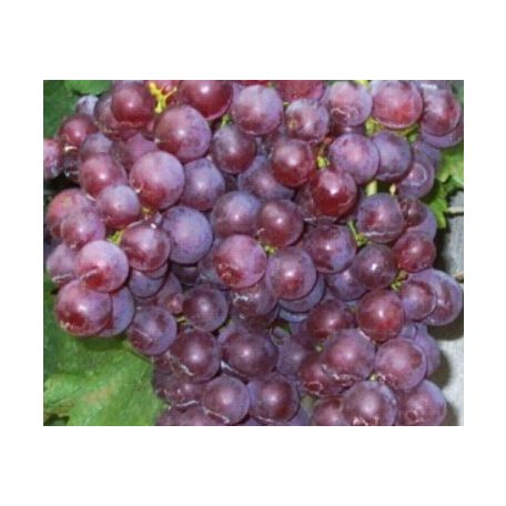 Chasselas csemegeszőlő (piros)