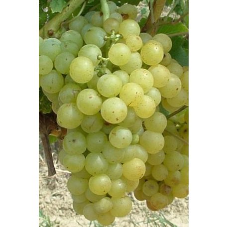 Csabagyöngye csemegeszőlő