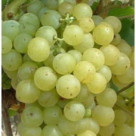 Csabagyöngye csemegeszőlő