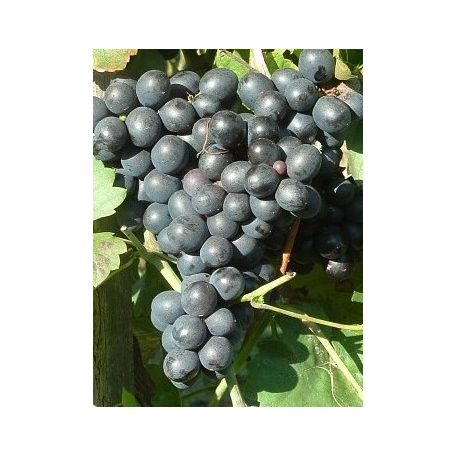 Eszter csemegeszőlő