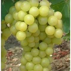 Favorit csemegeszőlő