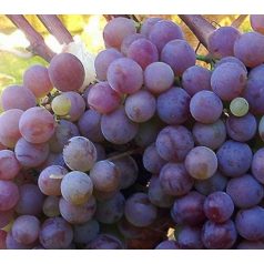 Flóra csemegeszőlő