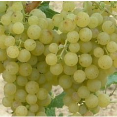 Irsai Olivér csemegeszőlő