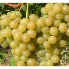 Itália csemegeszőlő