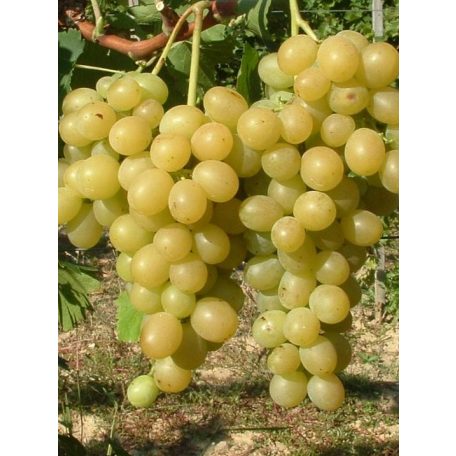 Itália csemegeszőlő