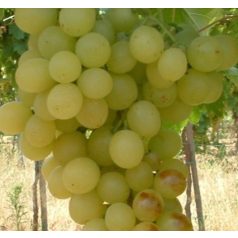 Kozma Pálné muskotály csemegeszőlő