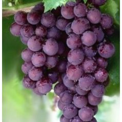 Kósa csemegeszőlő