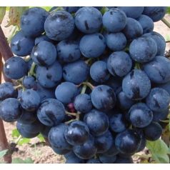 Melinda csemegeszőlő