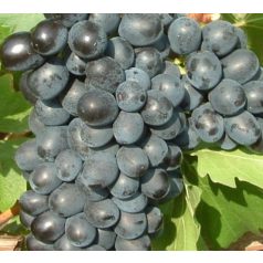 Néró csemegeszőlő