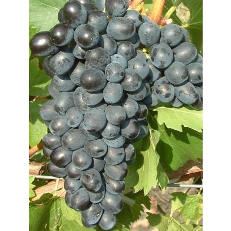 Néró csemegeszőlő