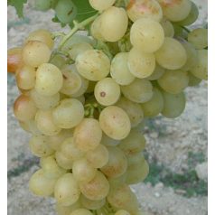 Pannónia kincse csemegeszőlő