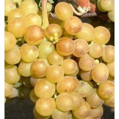 Pölöskei muskotály csemegeszőlő