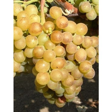 Pölöskei muskotály csemegeszőlő