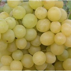 Szőlőskertek királynője csemegeszőlő