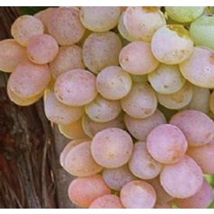 Teréz csemegeszőlő