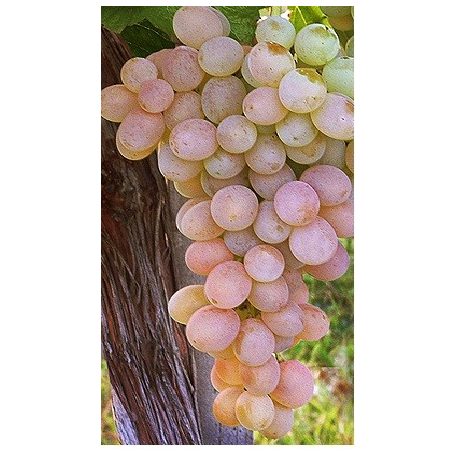 Teréz csemegeszőlő