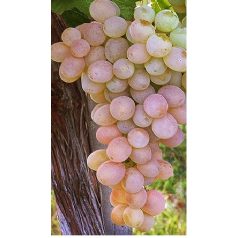 Teréz csemegeszőlő