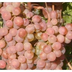 Cegléd szépe csemegeszőlő