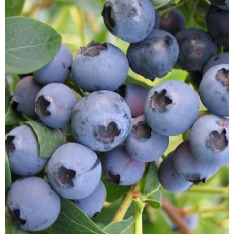 Late Blue Áfonya