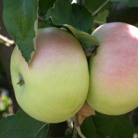 Nyári fontos alma (Rétesalma)