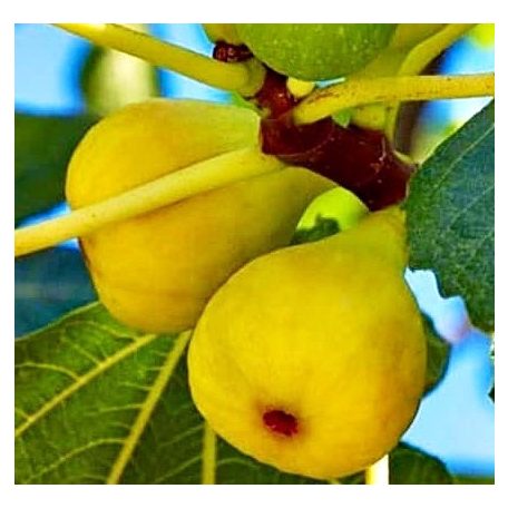 Ficus carica San Pedro - füge  