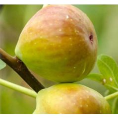 Ficus carica Brogiotto Bianco - füge
