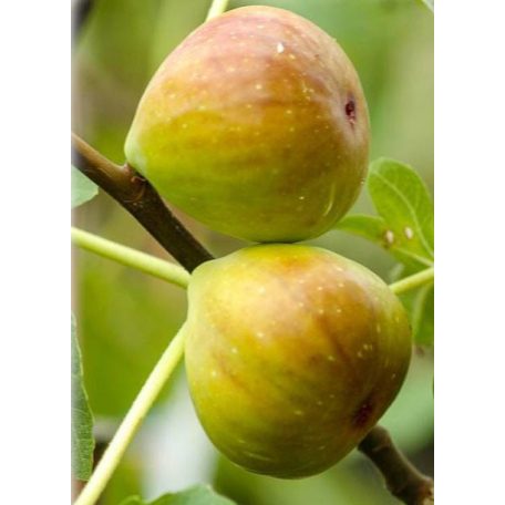 Ficus carica Brogiotto Bianco - füge