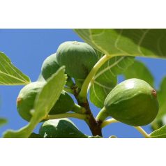 Ficus carica Botanikus Kert - füge