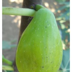 Ficus carica Dalmatie - füge