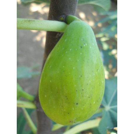 Ficus carica Dalmatie - füge