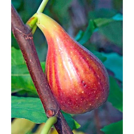 Ficus carica Dottato - füge