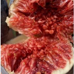 Violette de Sollies - Füge