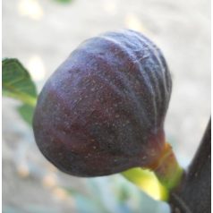 Györöki Lapos Füge