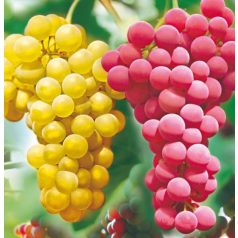 Magnélküli csemegeszőlő csomag