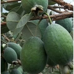 Feijoa Mirtuszdió